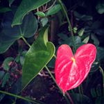 12063258_164554200552700_1800413224_a