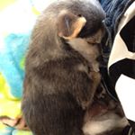 11372084_114731265542039_668468604_a