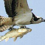 11809944_1631295483793441_1187652081_a