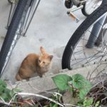 11375294_955812077817523_874193871_a