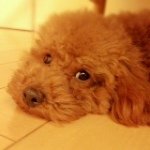 11253615_1598892810372851_519823266_a