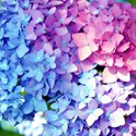 11349431_509782099174050_687242892_a