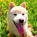 11266483_1674961506067521_559296332_a