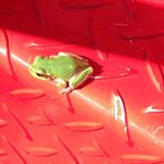 11917818_1048220728555318_398350647_a