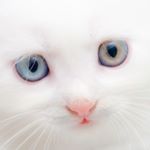 12105210_779635695498498_1335506305_a