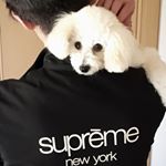 12070948_928743870541575_674698931_a