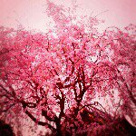 10661147_1525245271027542_510458753_a