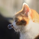 928850_1148099828552970_673985983_a