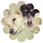 10948871_430654843765230_75436515_a