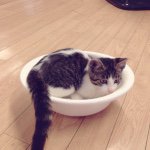 11189576_1576525882601573_1383276528_a