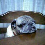 11849448_161926307473232_1327837207_a