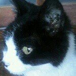 11849227_140244056314381_203611584_a