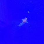 11374418_538714279635870_1534866867_a