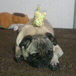 10598784_335069820003583_414881587_a