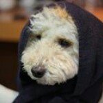 10311200_121549161512012_1455994028_a