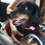 11049418_765711610191592_439899211_a