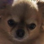 11856606_1044475292229995_669792565_a