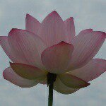 11240469_860940830664856_1279177886_a