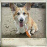 11925635_1774558839309501_1945097192_a