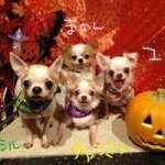 11909375_1642164219364325_1676948401_a