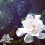 10483557_653933768014216_1353714682_a