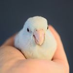 11427278_1452892068346797_628941730_a