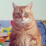 10950414_401210053412150_145825987_a