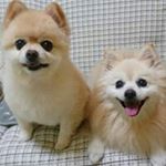 11939546_1632575547006875_579997048_a