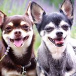 11311553_149449848724839_1384650997_a