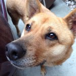 10514092_486093808215609_348214018_a