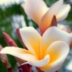 11917883_721951351270328_1126961737_a