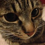 11383292_592184034255503_1914962213_a