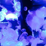 10895396_775779182512573_1301648044_a