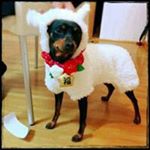 12144284_848181915235775_551030954_a