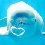 925587_710803018955813_1345022987_a