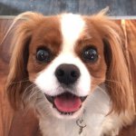 11381020_383849738471785_199740976_a