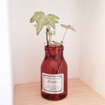 11419150_852398481507862_1421615958_a