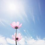 12093778_1639140763021428_1284019793_a