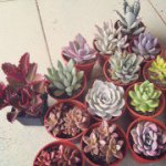 11426250_871219232932245_2049162156_a