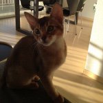 10809521_1504924973094080_651367050_a