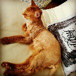 11350876_821168834618887_535266882_a