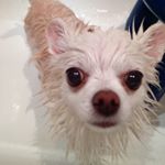 11821213_1011182048904335_1773434174_a