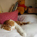 11377566_839494929470874_845944896_a