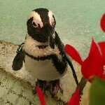 11352176_933793626688177_1587133536_a