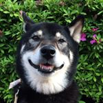 11351834_833085950143129_1397419068_a