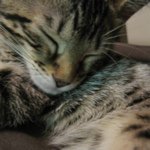 11348255_1600553850193899_1553339858_a