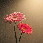 10852772_343439949174185_266245761_a