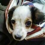 11820744_435236493347202_1035435753_a