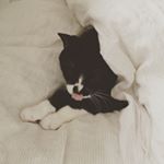 12071263_1666079300271976_2066034296_a