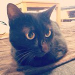 11856716_1660625724224436_1608309222_a